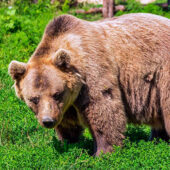 クマの象徴的な意味