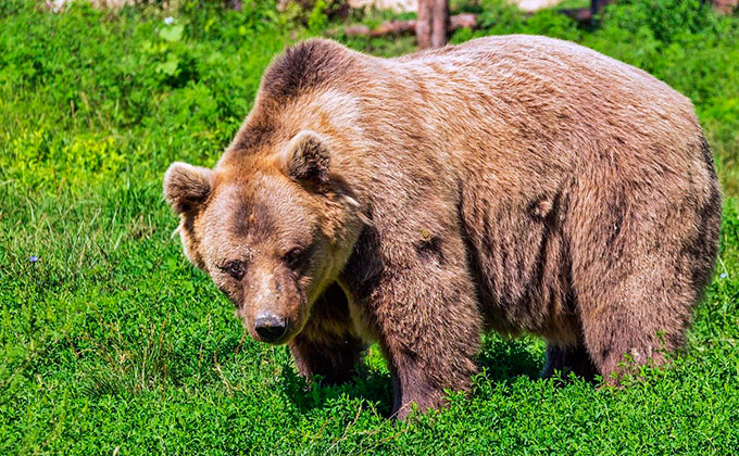 クマの象徴的な意味