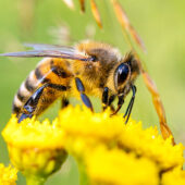 ミツバチの象徴的な意味