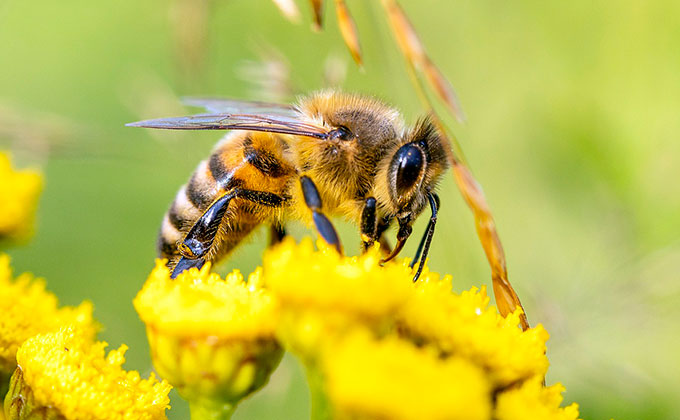 ミツバチの象徴的な意味