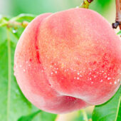 桃の象徴的な意味