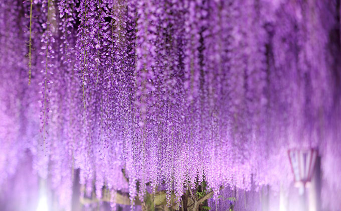 藤 の 花 魔 除け